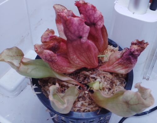Adult Purple Pitcher Plant (Sarracenia Purpurea Venosa), Classic Variant photo review