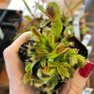 Venus Flytraps