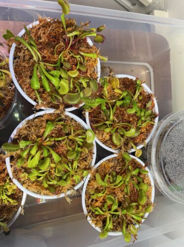 3x Well-Started Plants: Giant Venus Flytrap "B52" Dionaea Muscipula Cultivar photo review