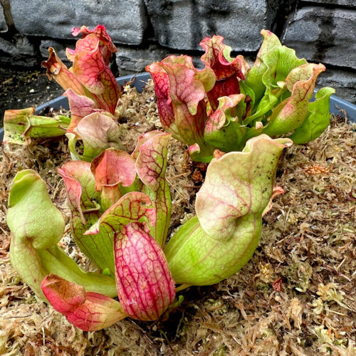 Click to view full screen Adult Purple Pitcher Plant (Sarracenia Purpurea Venosa), Classic Variant photo review