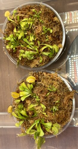 3x Well-Started Plants: Giant Venus Flytrap "B52" Dionaea Muscipula Cultivar photo review