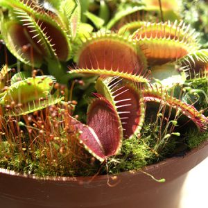 Giant Flytraps
