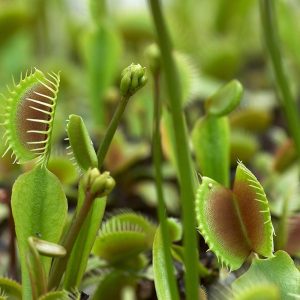 Classic Flytraps