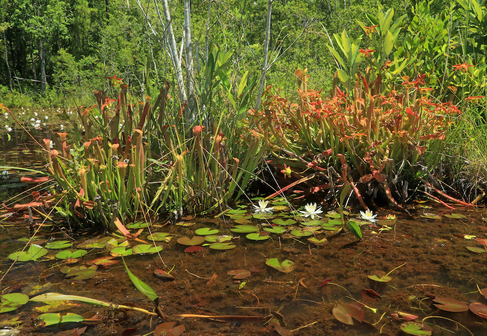 Mature "Gulf" Pitcher Plant (Sarracenia Rubra Gulfensis) - Image 2