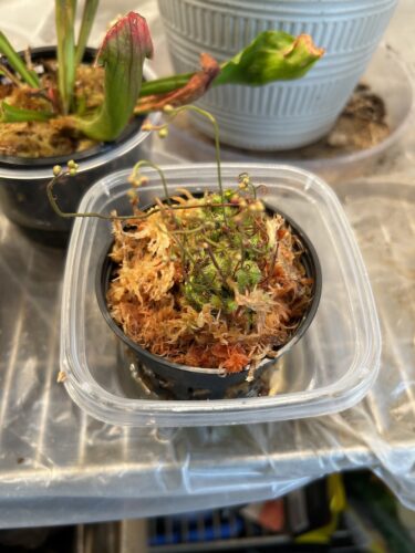 Click to view full screen Spoonleaved Sundew (Drosera Spatulata) photo review