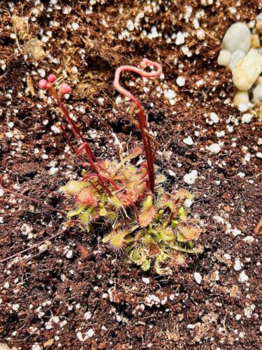 Click to view full screen Spoonleaved Sundew (Drosera Spatulata) photo review