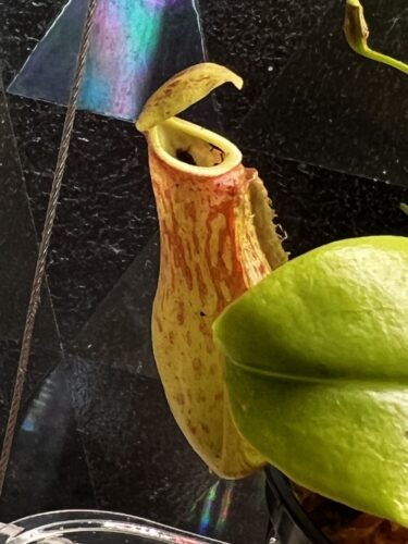 Click to view full screen Nepenthes St. Gaya – Carnivorous Pitcher Plant photo review
