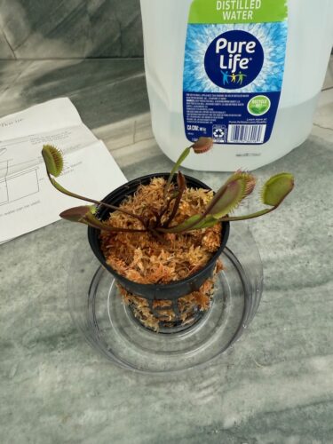 Click to view full screen Large Adult Plant: Red Dragon Venus Flytrap “Akai Ryu” Dionaea Muscipula Cultivar photo review
