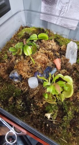 Click to view full screen Adult Plant: Giant Venus Flytrap “Flexx” Dionaea Muscipula Cultivar photo review