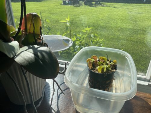Click to view full screen Large Adult Plant: Giant Venus Flytrap "B52" Dionaea Muscipula Cultivar photo review