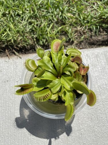 Click to view full screen Large Adult Plant: Giant Venus Flytrap "B52" Dionaea Muscipula Cultivar photo review