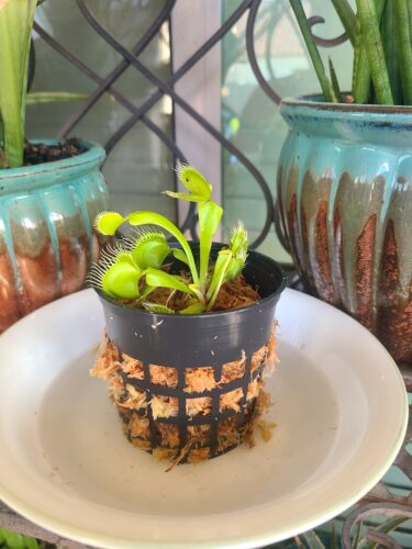 Click to view full screen Large Adult Plant: Giant Venus Flytrap "B52" Dionaea Muscipula Cultivar photo review