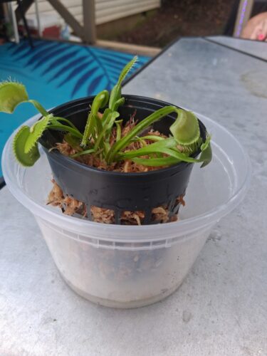 Click to view full screen Adult Plant: Giant Venus Flytrap “King Henry” Dionaea Muscipula Cultivar photo review