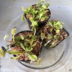 3x Well-Started Plants: Giant Venus Flytrap “Green Giant” Dionaea Muscipula Cultivar photo review