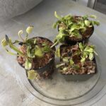 3x Well-Started Plants: Giant Venus Flytrap “Green Giant” Dionaea Muscipula Cultivar photo review
