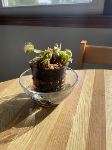 Click to view full screen Large Adult Plant: Giant Venus Flytrap "B52" Dionaea Muscipula Cultivar photo review