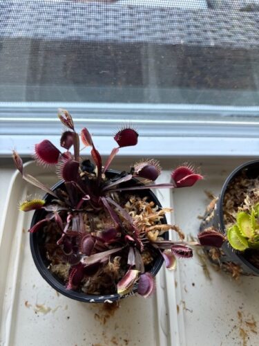 Click to view full screen Large Adult Plant: Red Dragon Venus Flytrap “Akai Ryu” Dionaea Muscipula Cultivar photo review