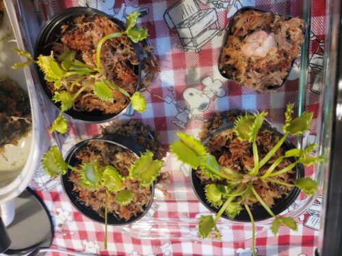 Click to view full screen Adult Plant: Venus Flytrap “Chinese Dumpling” Dionaea Muscipula Cultivar, Green Variant photo review