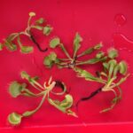 Large Adult Plant: Giant Venus Flytrap "B52" Dionaea Muscipula Cultivar photo review
