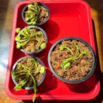 Large Adult Plant: Giant Venus Flytrap "B52" Dionaea Muscipula Cultivar photo review