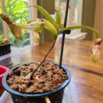 Nepenthes Ventricosa - Carnivorous Pitcher Plant photo review