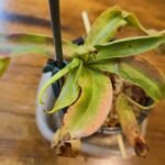 Nepenthes Ventricosa - Carnivorous Pitcher Plant photo review