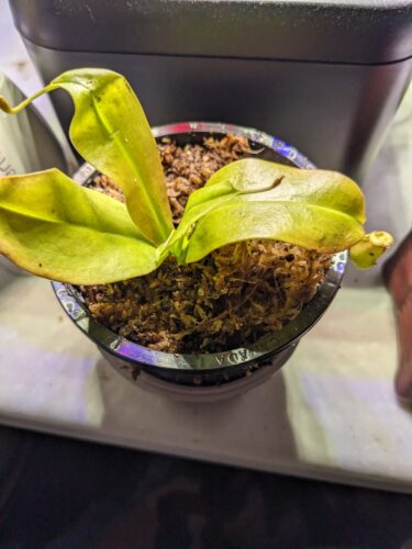 Nepenthes Ventricosa - Carnivorous Pitcher Plant photo review