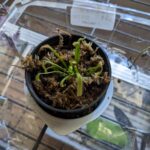 Cape Sundew (Drosera capensis) photo review