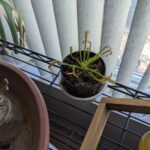 Cape Sundew (Drosera capensis) photo review