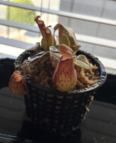 Nepenthes St. Gaya – Carnivorous Pitcher Plant photo review