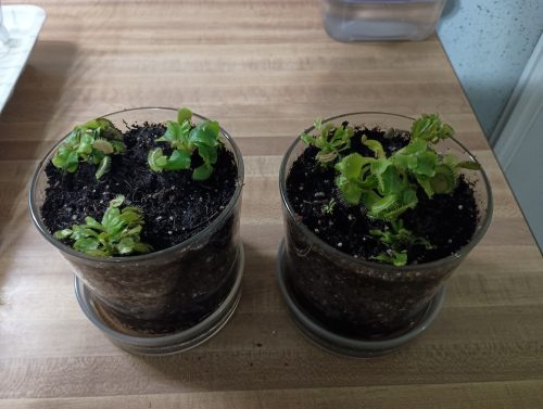 3x Well-Started Plants: Giant Venus Flytrap “Green Giant” Dionaea Muscipula Cultivar photo review