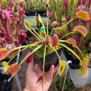 Large Adult Plant: Giant Venus Flytrap "Towering Giant" Dionaea Muscipula Cultivar