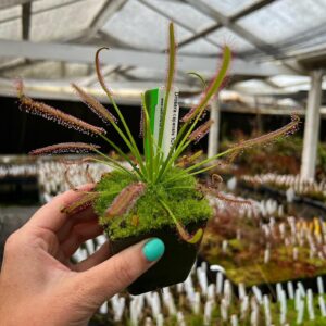 Giant Cape Sundew, "ICPS Giant" (Drosera capensis)