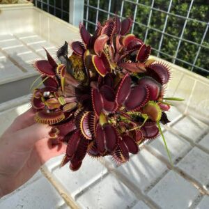 Large Adult Plant: Venus Flytrap "Maroon Monster" Dionaea Muscipula