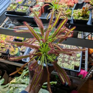 Giant Cape Sundew, "Montagu Pass #4" (Drosera capensis)