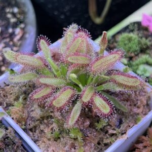 Giant Cape Sundew, "Hercules" (Drosera capensis)