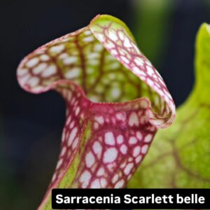 Sarracenia Scarlet Belle